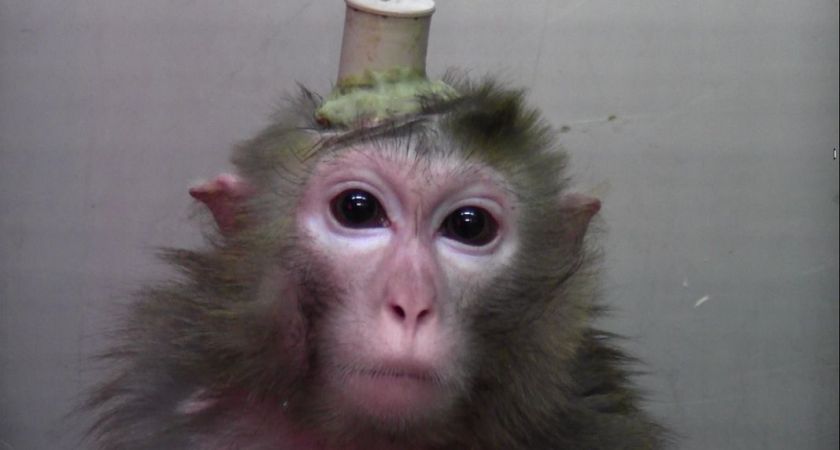 "Stella" ©SOKO Tierschutz