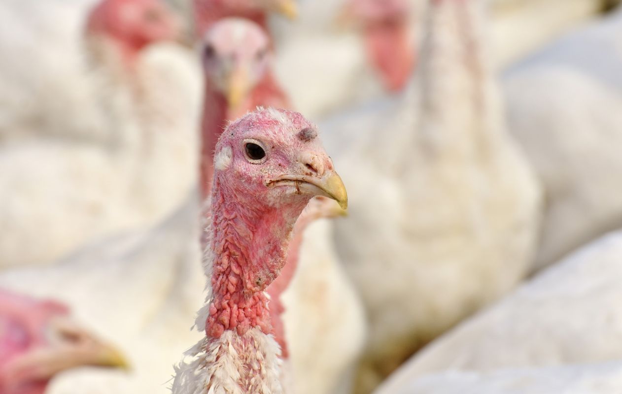 Pute in der Massentierhaltung